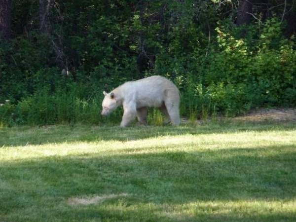 Shangrala's Albino Bear