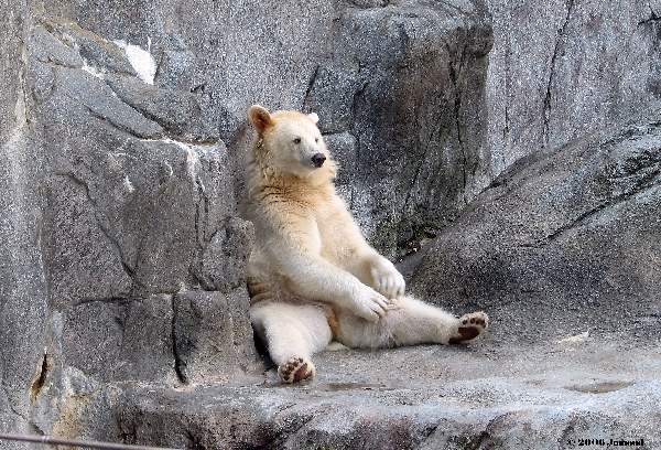 Shangrala's Albino Bear