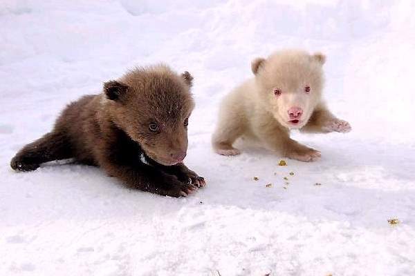 Shangrala's Albino Bear