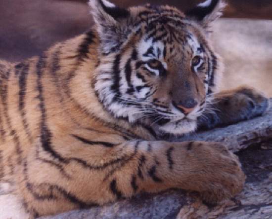 Shangrala's World Of Big Cats