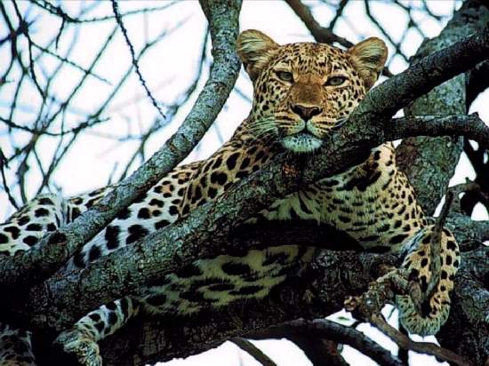 Shangrala's World Of Big Cats