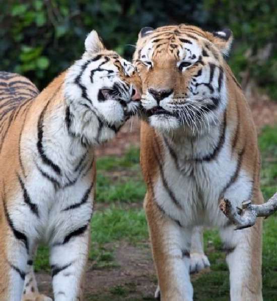 Shangrala's World Of Big Cats