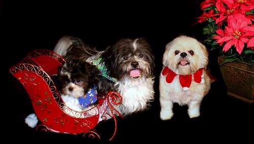 Shangrala's Christmas With Pets