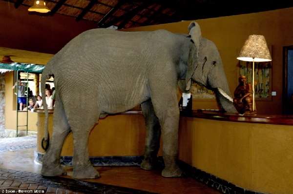 Shangrala's Elephant Hotel