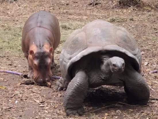 Shangrala's The Hippo And Tortoise 2