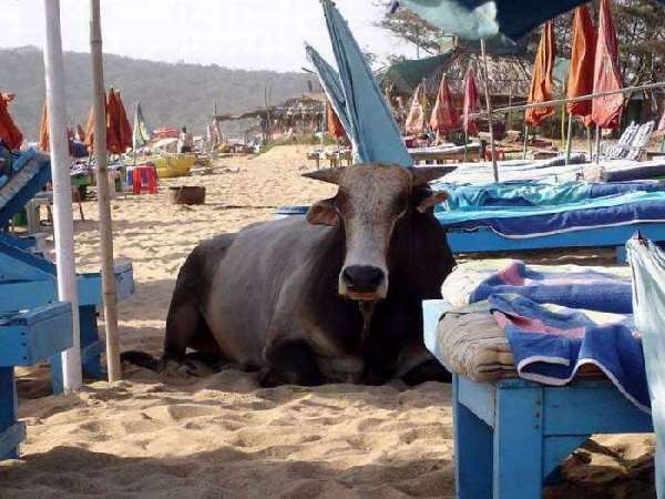 Shangrala's Beaches In India