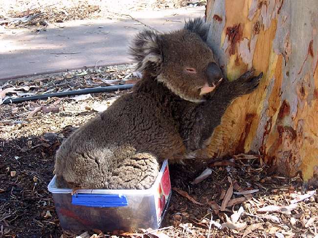 Shangrala's Koalas In A Heatwave