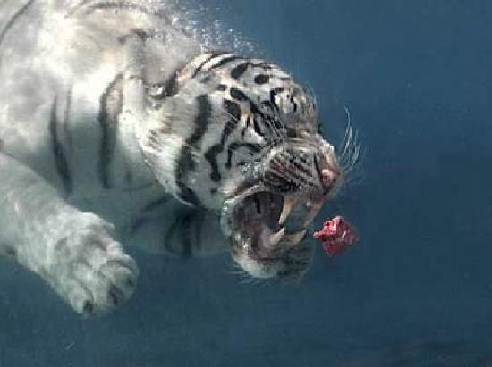 Shangrala's Odin The White Tiger