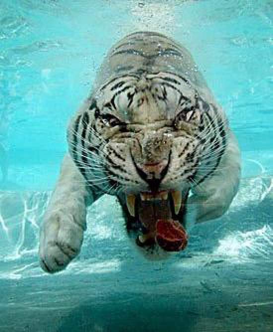 Shangrala's Odin The White Tiger