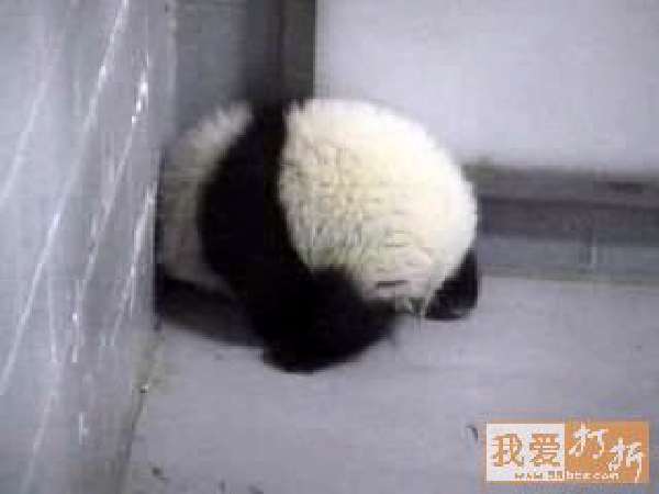 Shangrala's Panda Peek-A-Boo