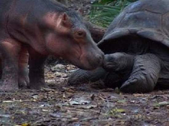 Shangrala's The Hippo And Tortoise