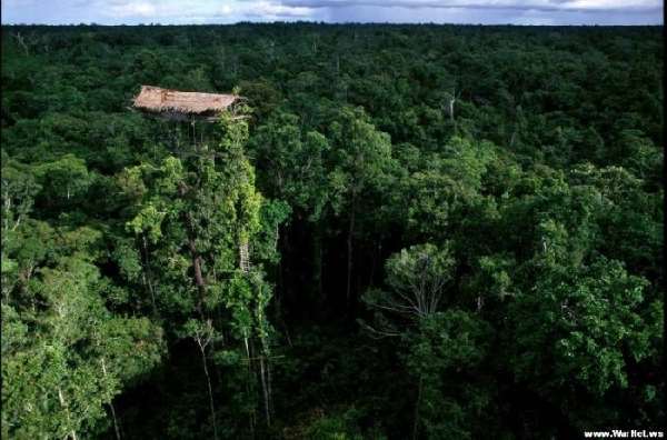 Shangrala's Awesome Tree Houses