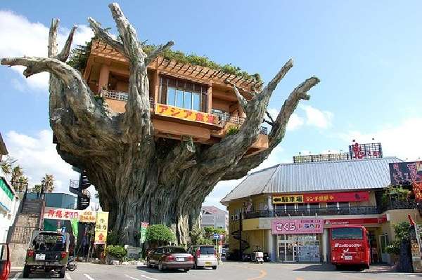 Shangrala's Awesome Tree Houses