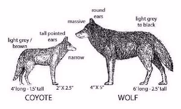 Shangrala's Miracle Coyote