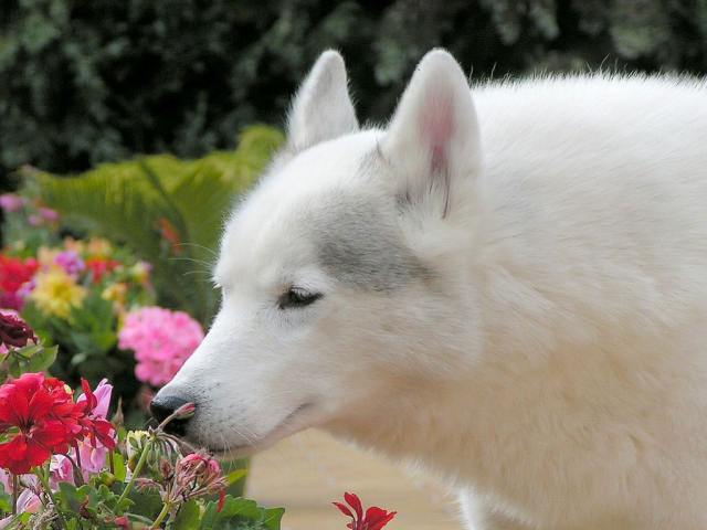 Shangrala's Endangered Wolf