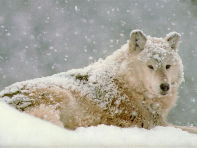 Shangrala's Endangered Wolf