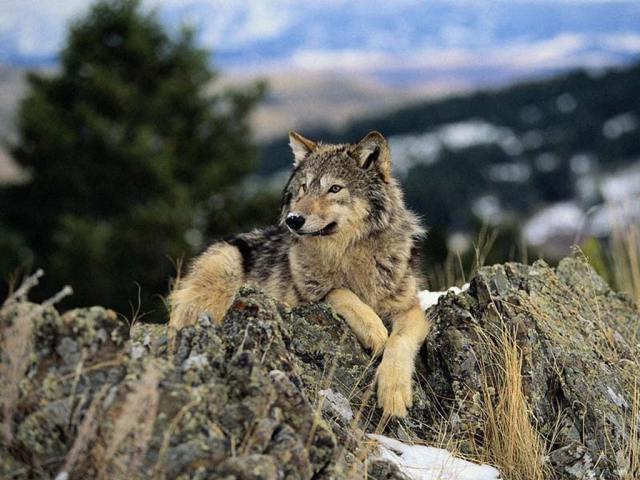 Shangrala's Endangered Wolf