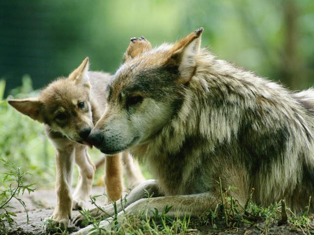 Shangrala's Endangered Wolf