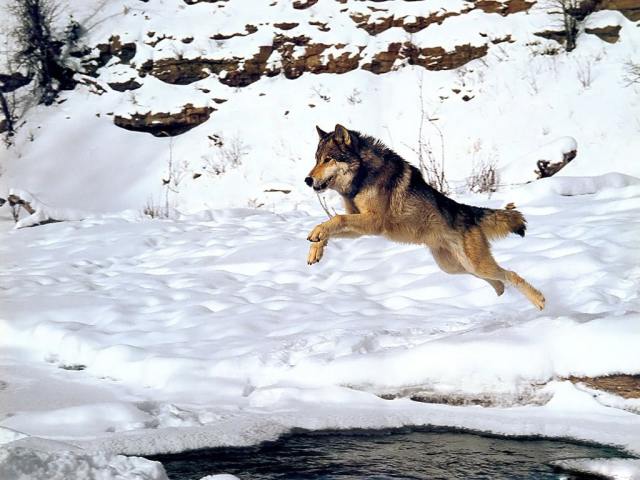 Shangrala's Endangered Wolf