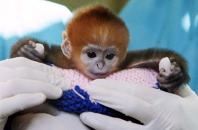 Shangrala's Zoo Animals