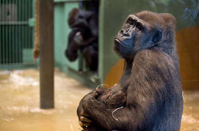 Shangrala's Zoo Animals