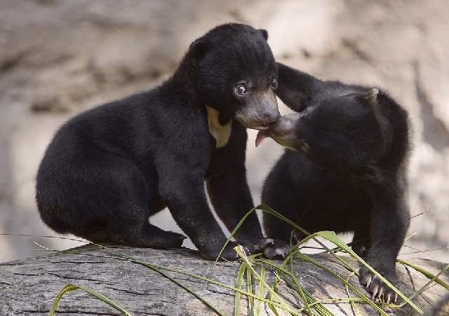 Shangrala's Zoo Animals