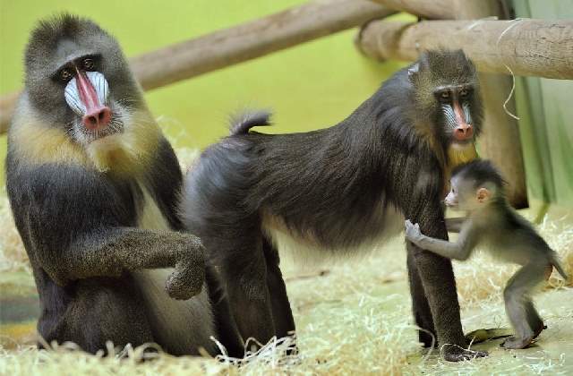 Shangrala's Zoo Animals