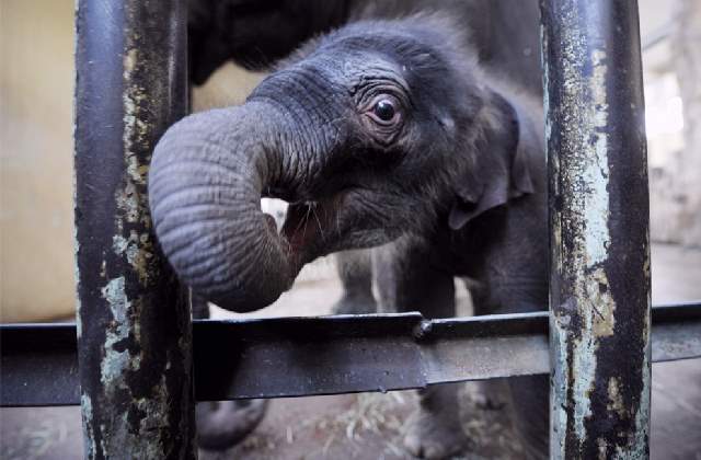 Shangrala's Zoo Animals