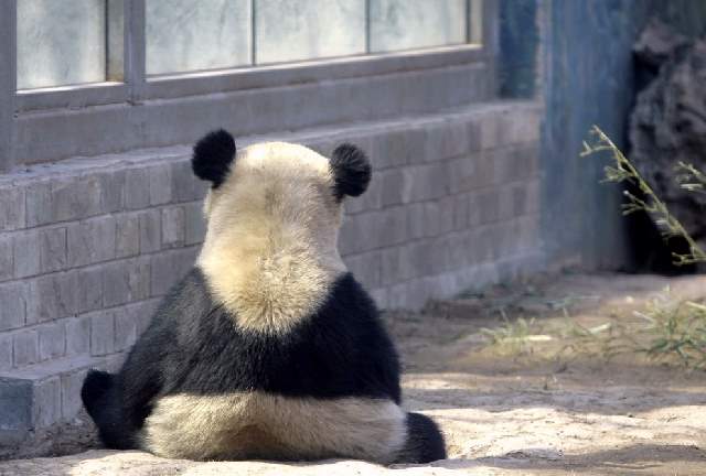 Shangrala's Zoo Animals