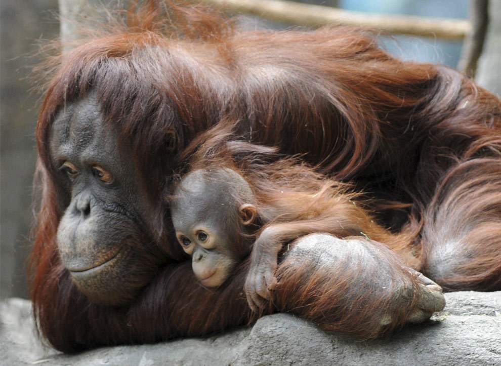 Shangrala's Zoo Animals