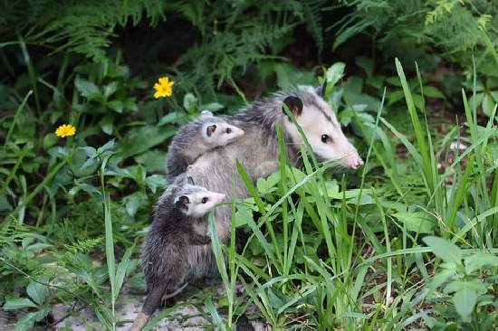 Shangrala's Animal Moms 2