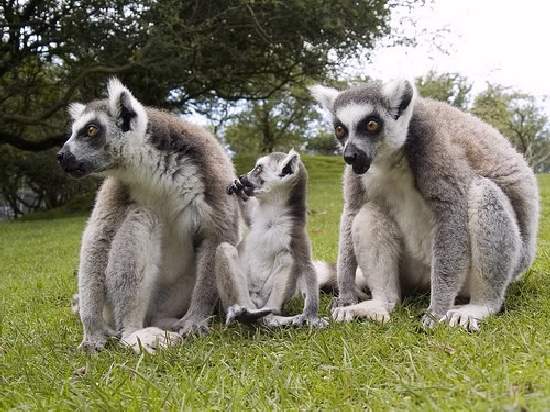 Shangrala's Animal Moms 2