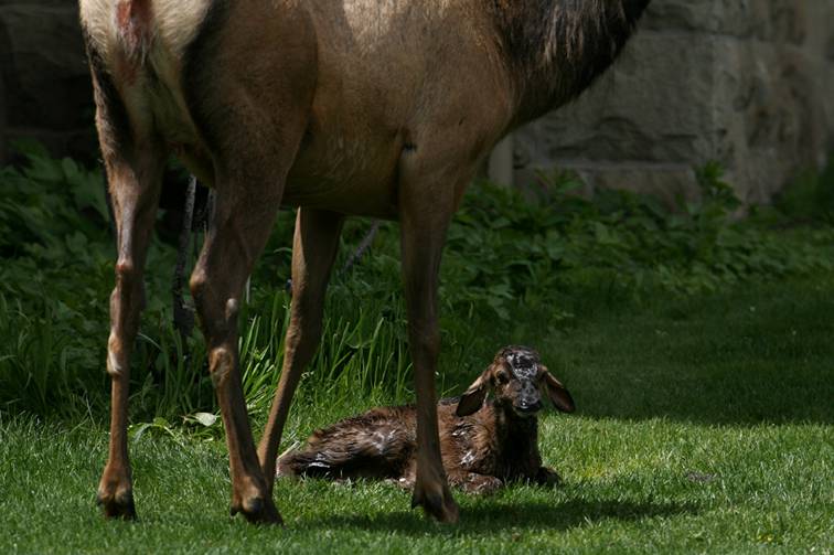 Shangrala's Birth Of An Elk Calf