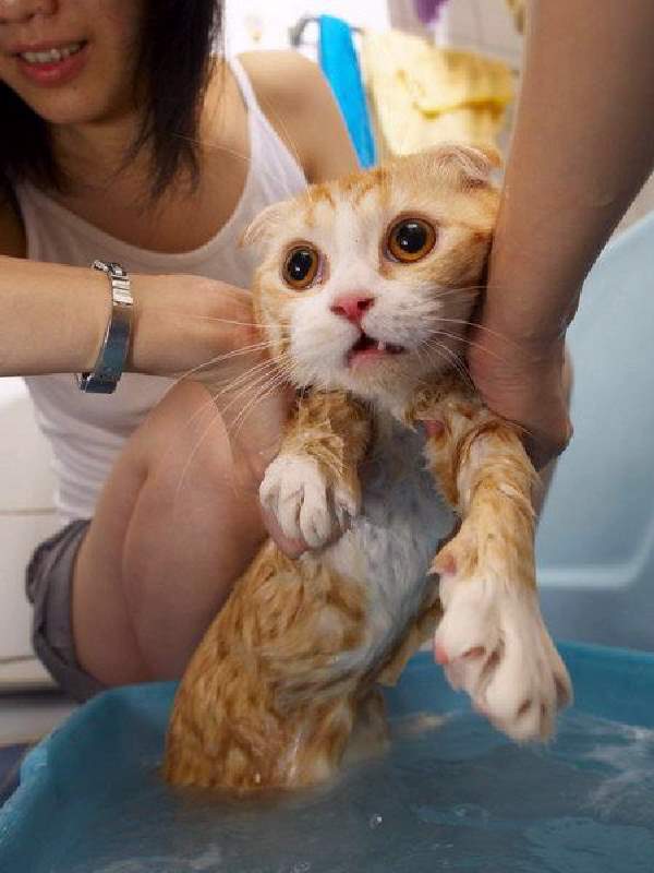 Shangrala's Taking a Cat Bath