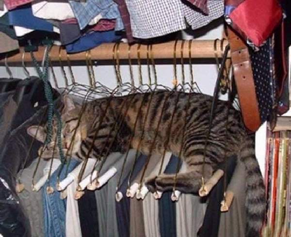 Shangrala's Cat Spot Tips