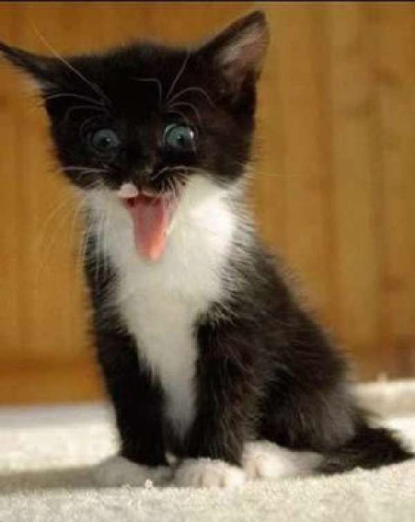 Shangrala's My Catty Life!