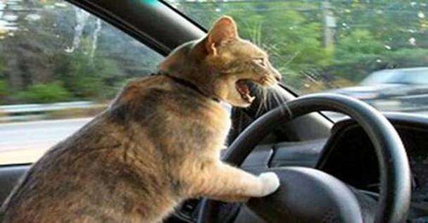 Shangrala's My Catty Life!