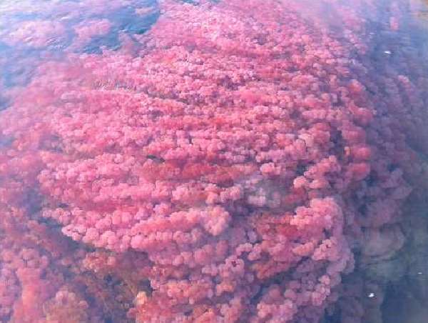 Shangrala's Cano Cristales River