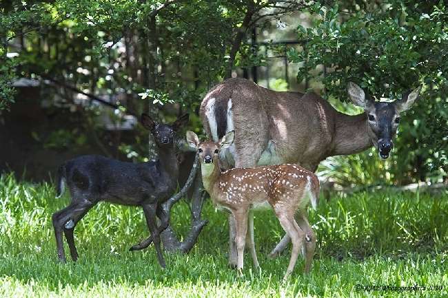 Shangrala's Black Deer Fawn