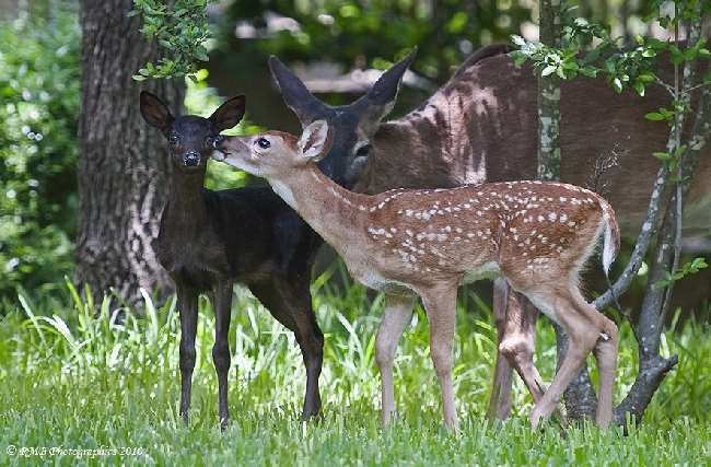 Shangrala's Black Deer Fawn