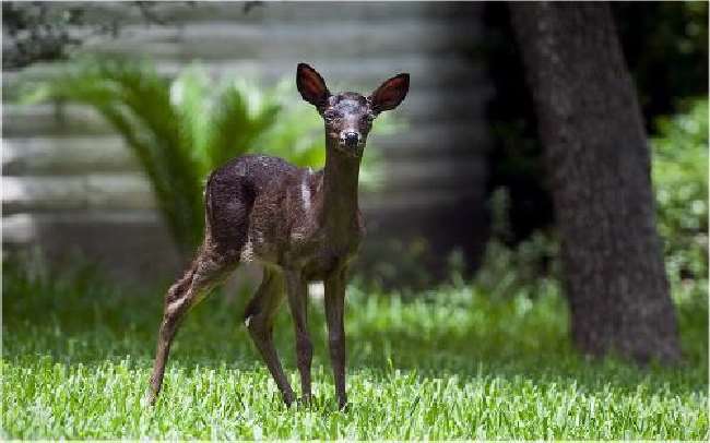 Shangrala's Black Deer Fawn