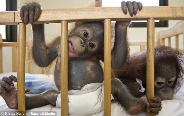 Shangrala's Orang-Utan Hospital