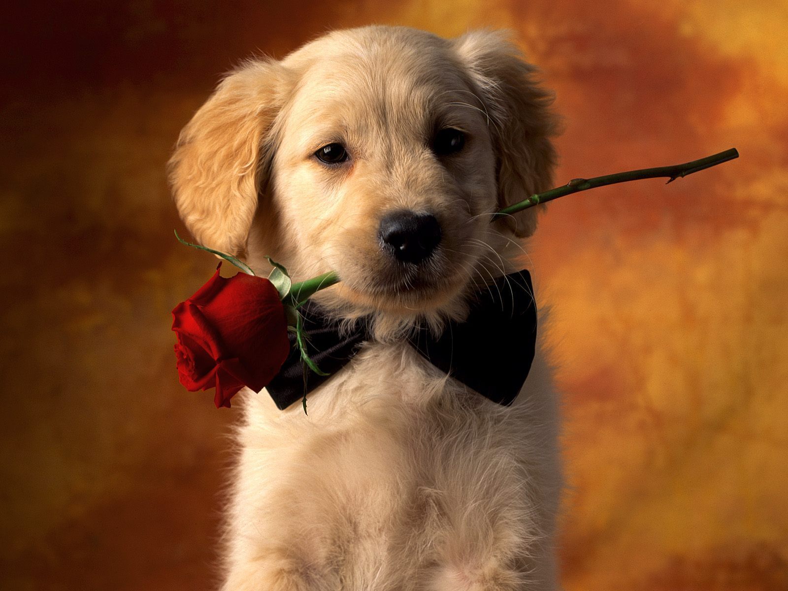 puppy0.jpg
