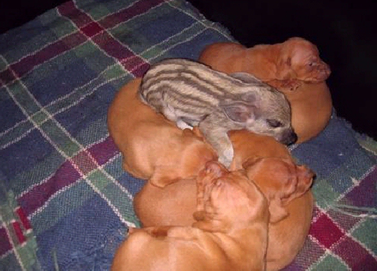 Shangrala's Super Puppies!