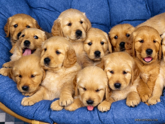 Shangrala's Super Puppies!
