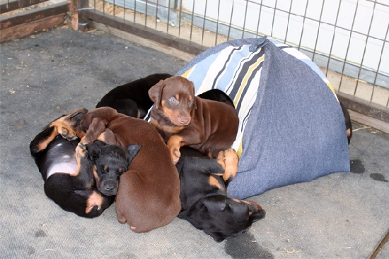 Shangrala's Super Puppies!