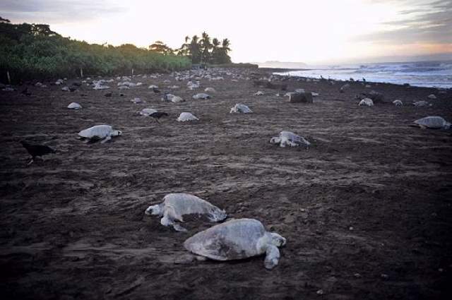 Shangrala's Ostional Sea Turtles