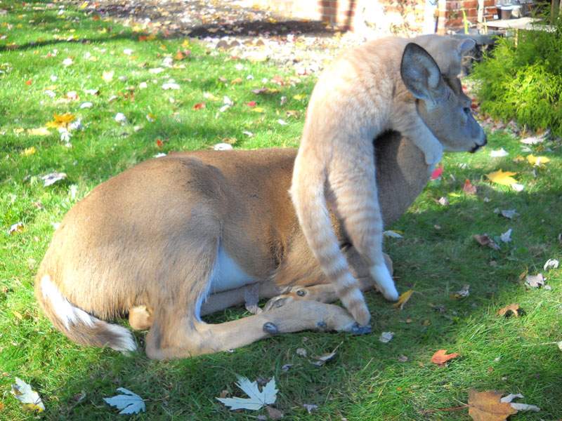 Shangrala's Animal Friends