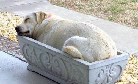 Shangrala's Aww Animals 6