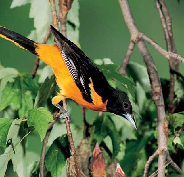 Shangrala's Colorful Birds
